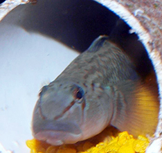 Rhinogobius candidianus