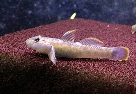 Rhinogobius candidianus