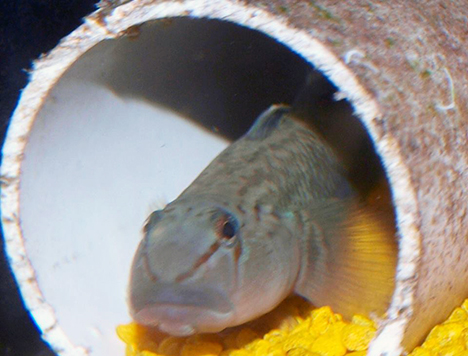 Rhinogobius candidianus