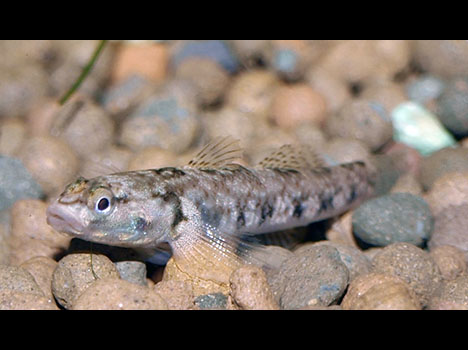 Rhinogobius duospilus