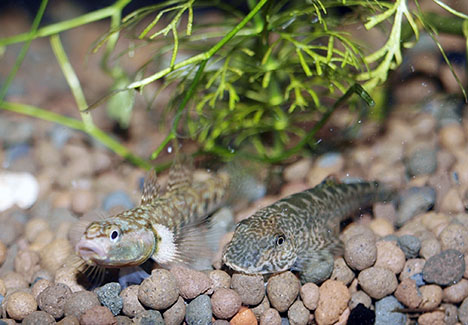 Rhinogobius spilorus et Pseudogastromyzon sp.