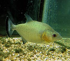 Serrasalmus rhombeus, le piranha noir