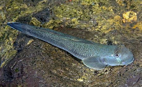 sicyopterus lagocephalus femelle