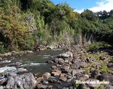 sicyopterus lagocephalus habitat