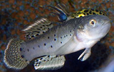 Stigmatogobius sadanundio