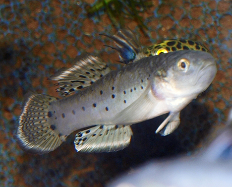 stigmatogobius sadanundio