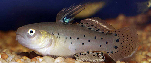 Stigmatogobius sadanundio, gobie tacheté