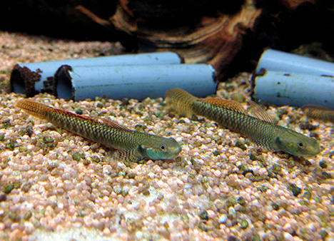 Stiphodon rutilaureus