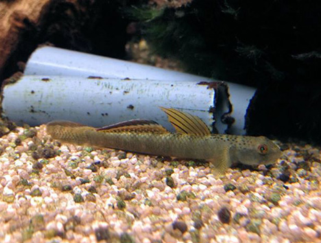 Stiphodon maculidorsalis