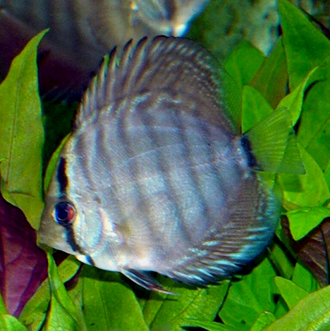 Symphysodon aequifasciatus bleu