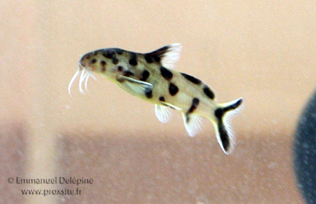 Synodontis petricola