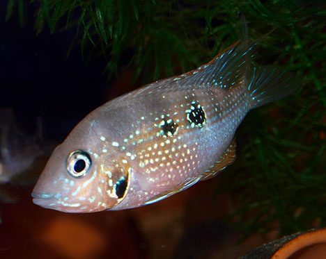 Thorichthys maculipinnis