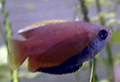 Colisa chuna (trichogaster)