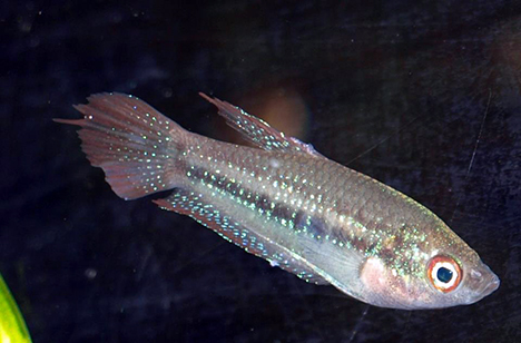 Trichopsis schalleri