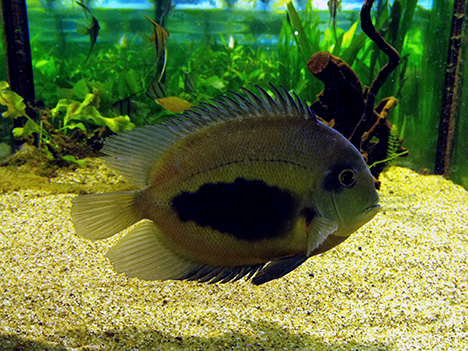 Uaru amphiacanthoides