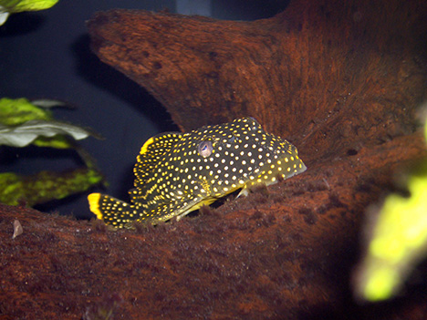 Pleco Gold Nugget