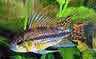 Apistogramma