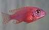 Aulonocara sp firefish mâle
