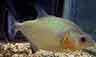 Serrasalmus rhombeus, Piranha noir