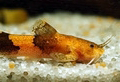 Akysis vespa aquarium et poissons rares