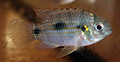 anomalochromis thomasi