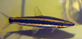 anostomus ternetzi