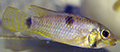 apistogramma hippolytae