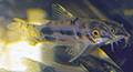 Corydoras