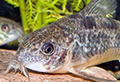 corydoras paleatus aquarium et poissons rares