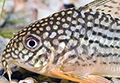 Corydoras sterbai aquarium et poissons rares