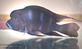 Cyphotilapia frontosa