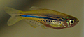 Danio nigrofasciatus