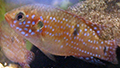 Hemichromis bimaculatus