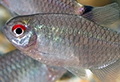moenkhausia sanctaefilomenae poisson rare aquarium et poissons rares