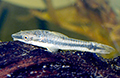 otocinclus affinis