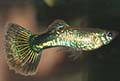 poecilia reticulata (guppy)