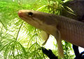 polypterus senegalus senegalus