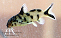 synodontis petricola